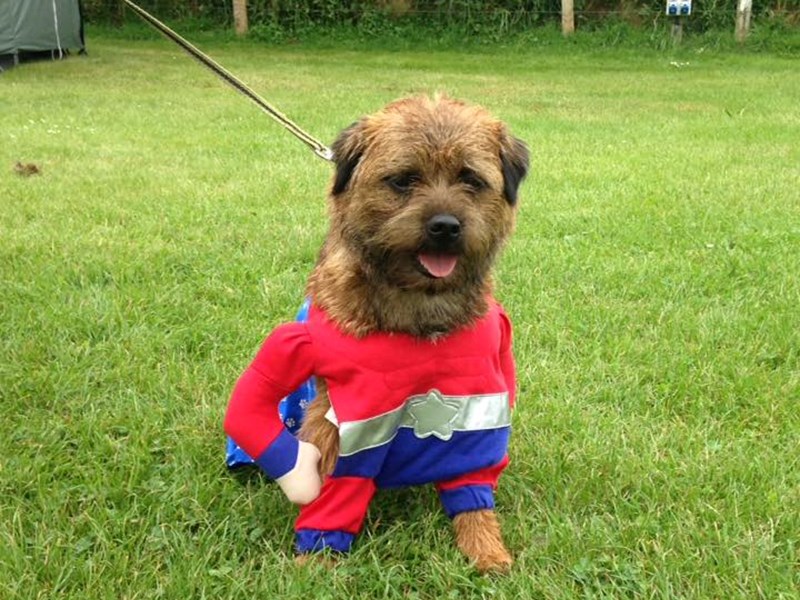 Borderfest Wales - A must for Border Terrier enthusiasts!