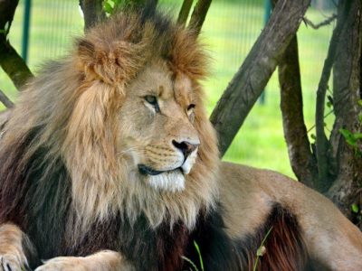 Hugo the Lion