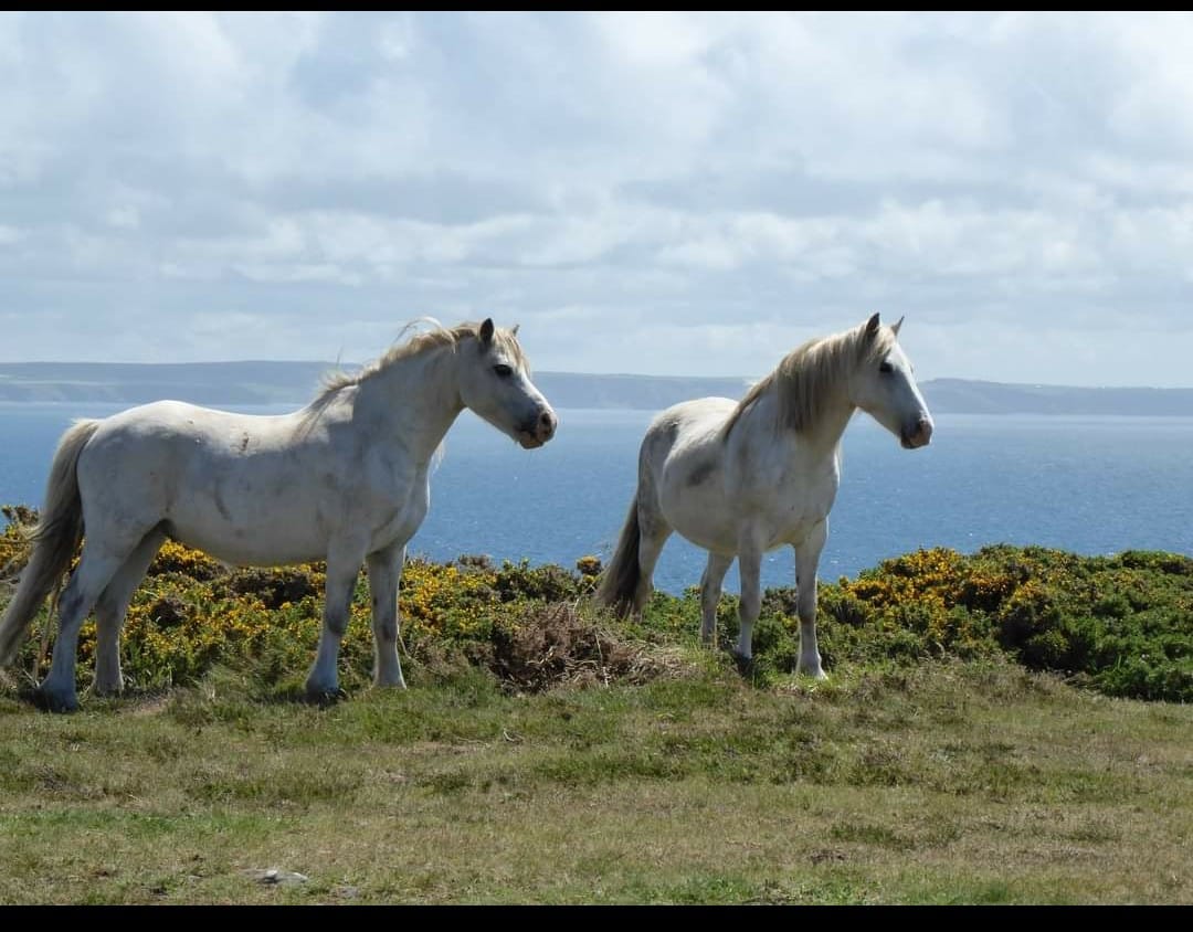 Ponies on the Pembrokeshire Coastal path