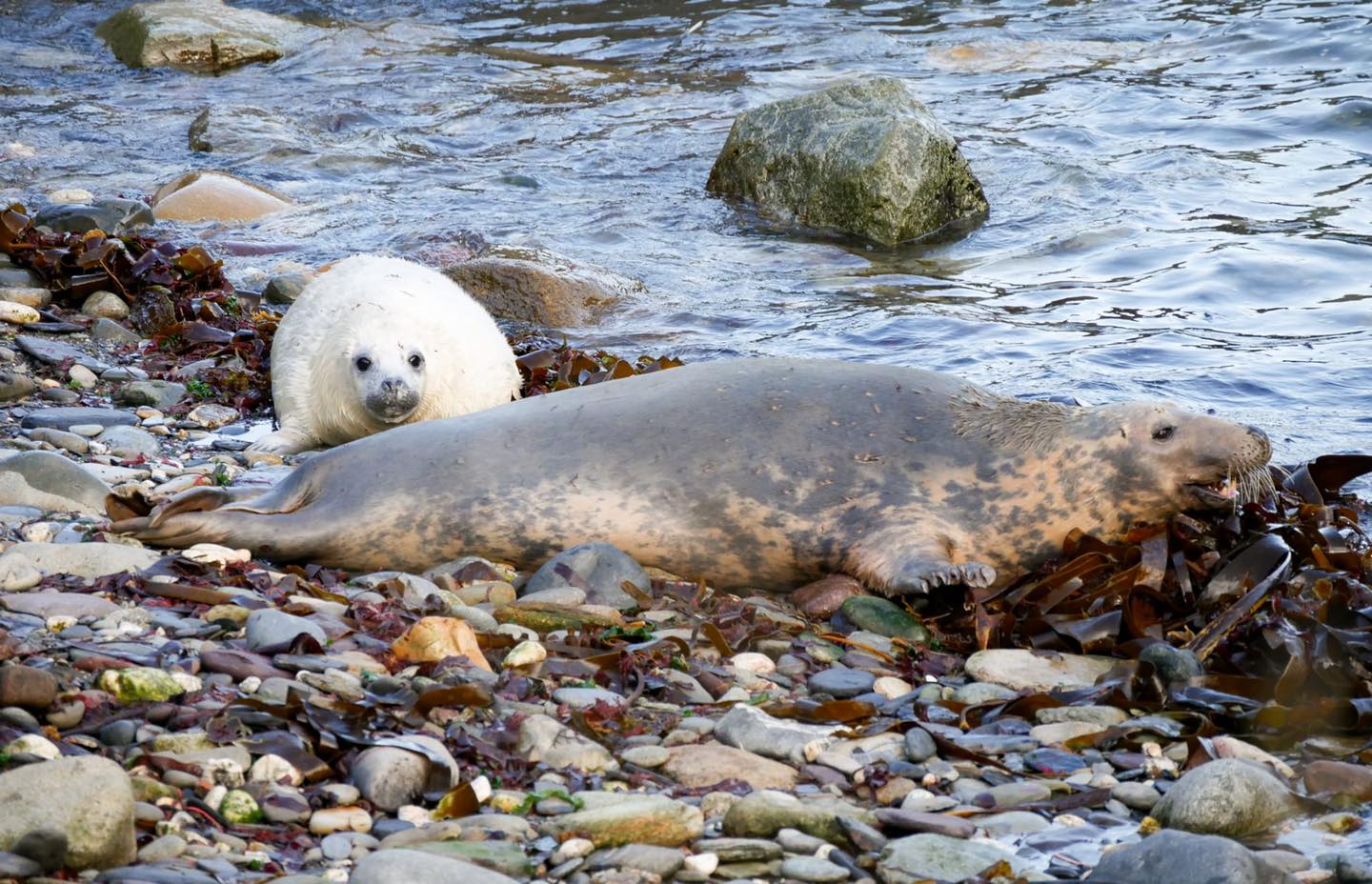 Seal pup spotting from the end of August