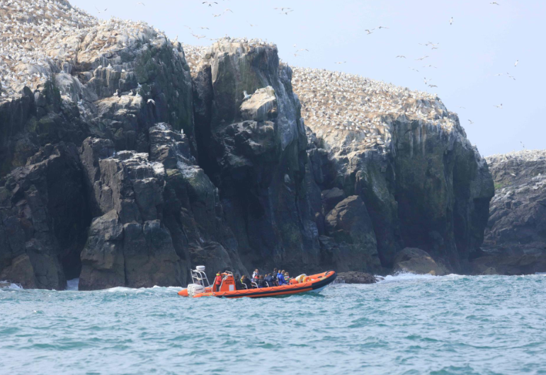 Trip to Grassholm with Falcon Boats